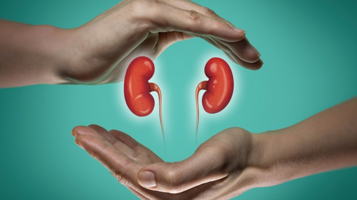 Organ Nakli Nedir? Kimler Organ Nakli Bağışcısı Olabilir?